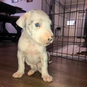 Meet your Posher, William